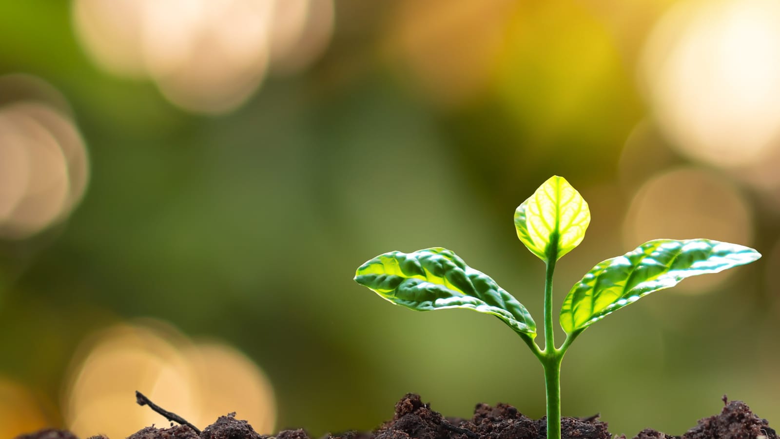 Día de puertas abiertas de la Formación de Analistas